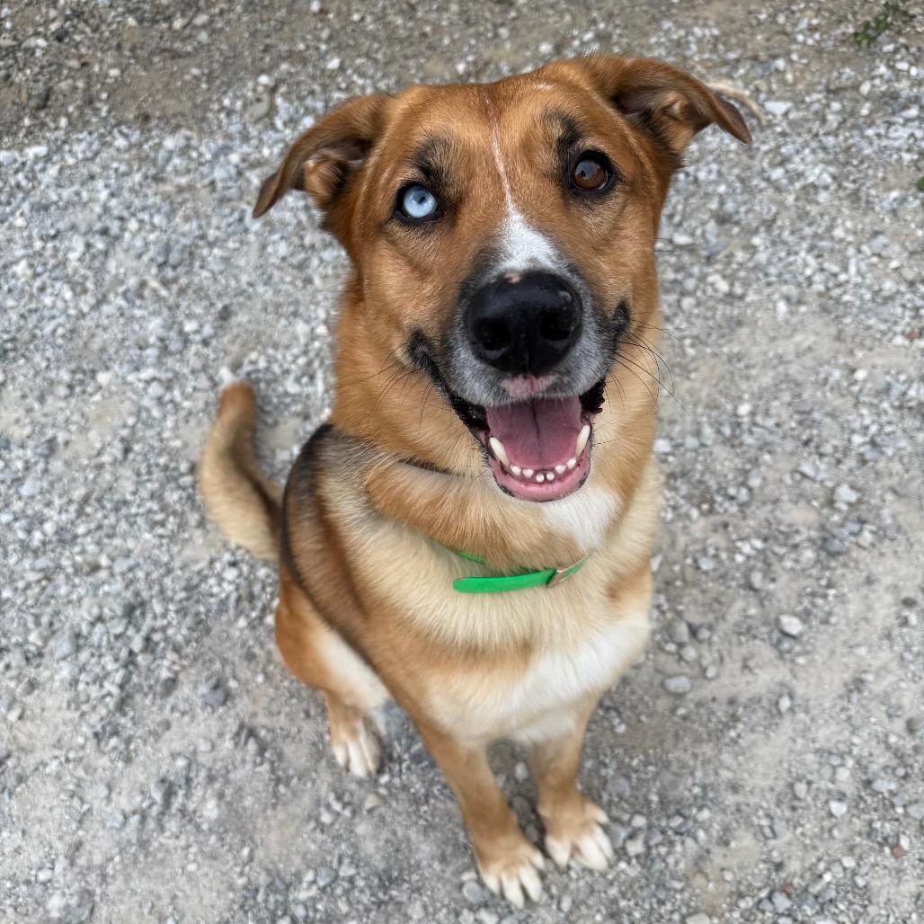 Enlarge Willy, a Adoptable Mixed Breed in Erie, PA image 2/5