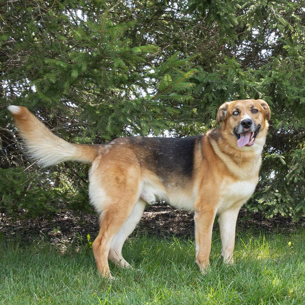 Enlarge Willy, a Adoptable Mixed Breed in Erie, PA image 3/5