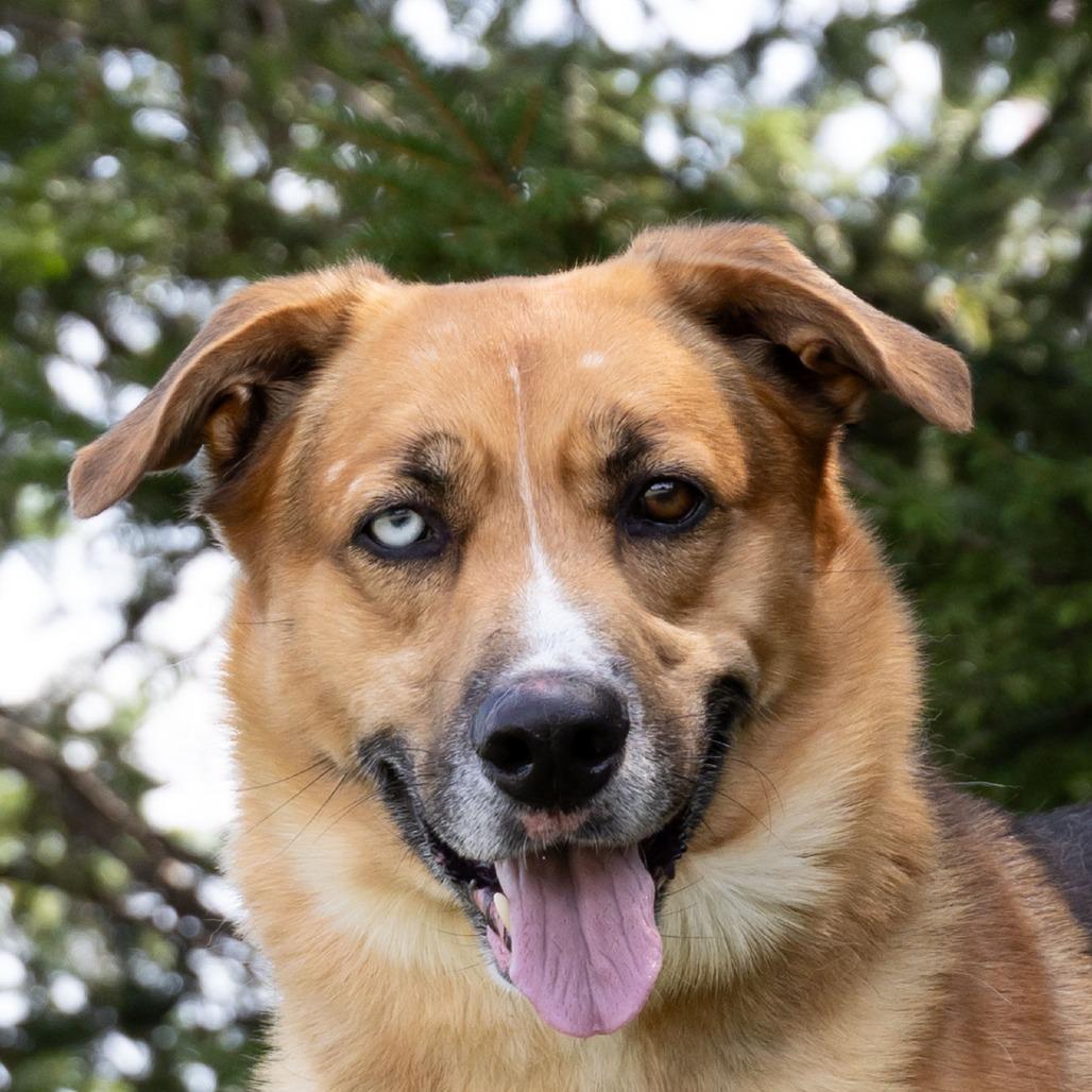 Enlarge Willy, a Adoptable Mixed Breed in Erie, PA image 4/5