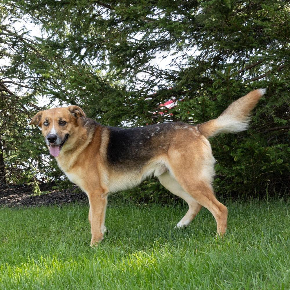 Enlarge Willy, a Adoptable Mixed Breed in Erie, PA image 5/5