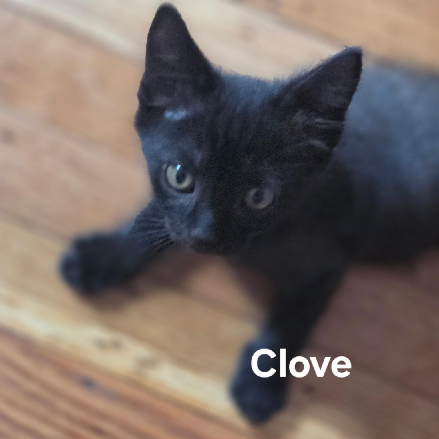 Clove, Adopted, Kitten Male Domestic Short Hair.