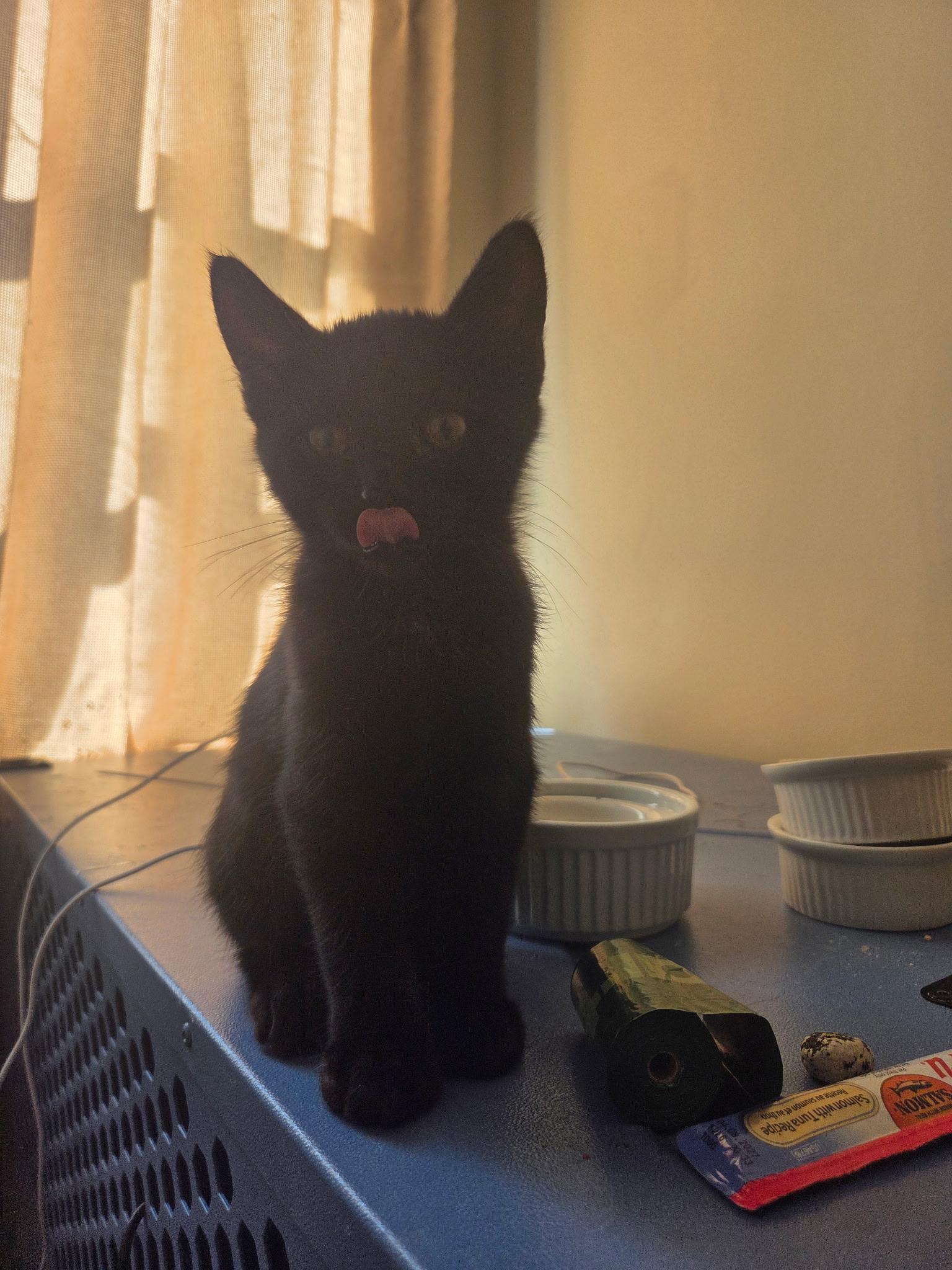 Clove, a Adopted mixed breed in New York, NY image 4/6