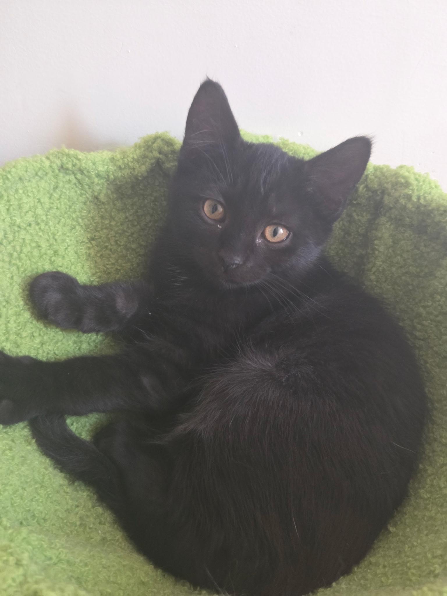 Clove, a Adopted mixed breed in New York, NY image 1/6