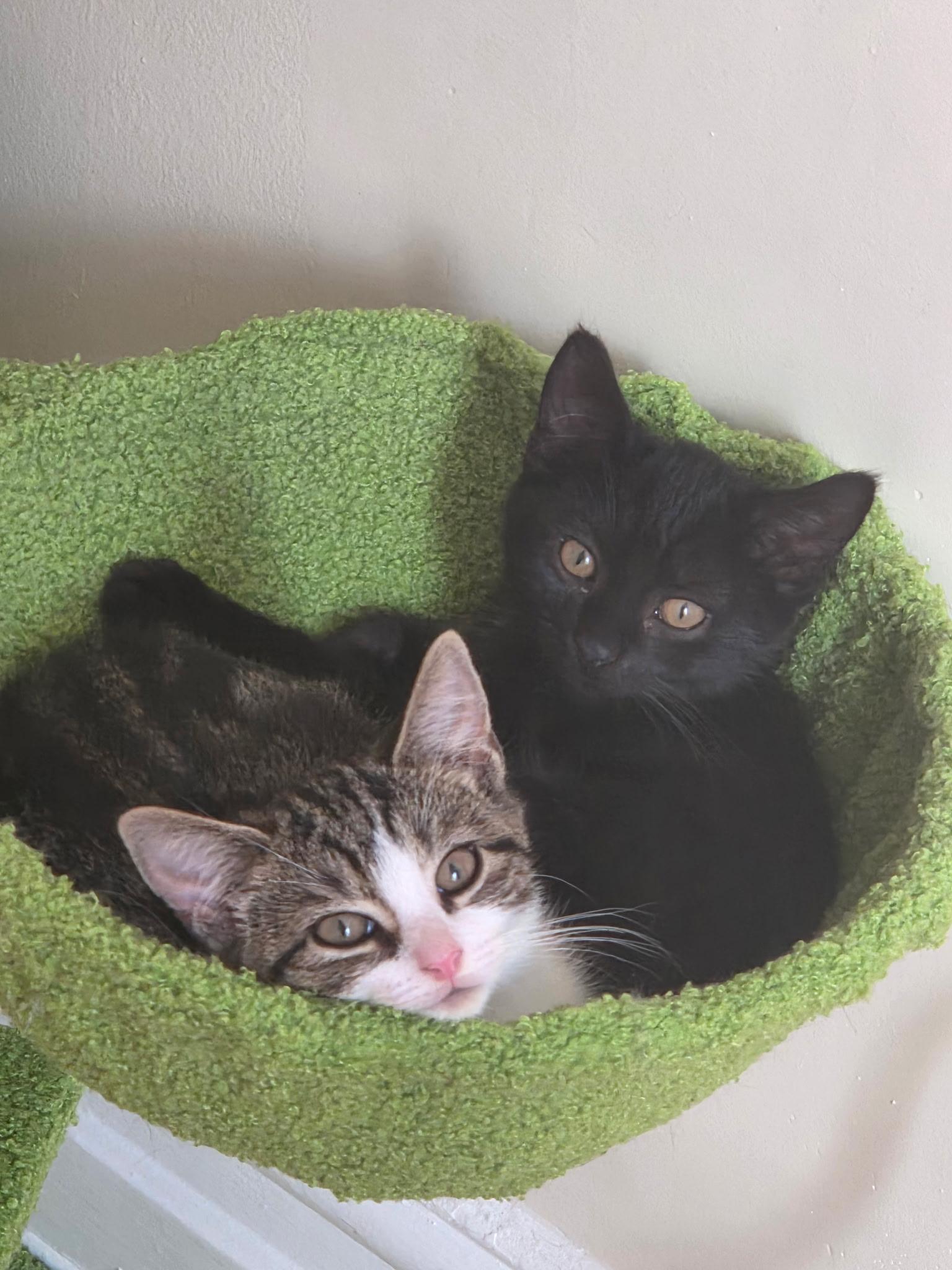 Clove, a Adopted mixed breed in New York, NY image 2/6