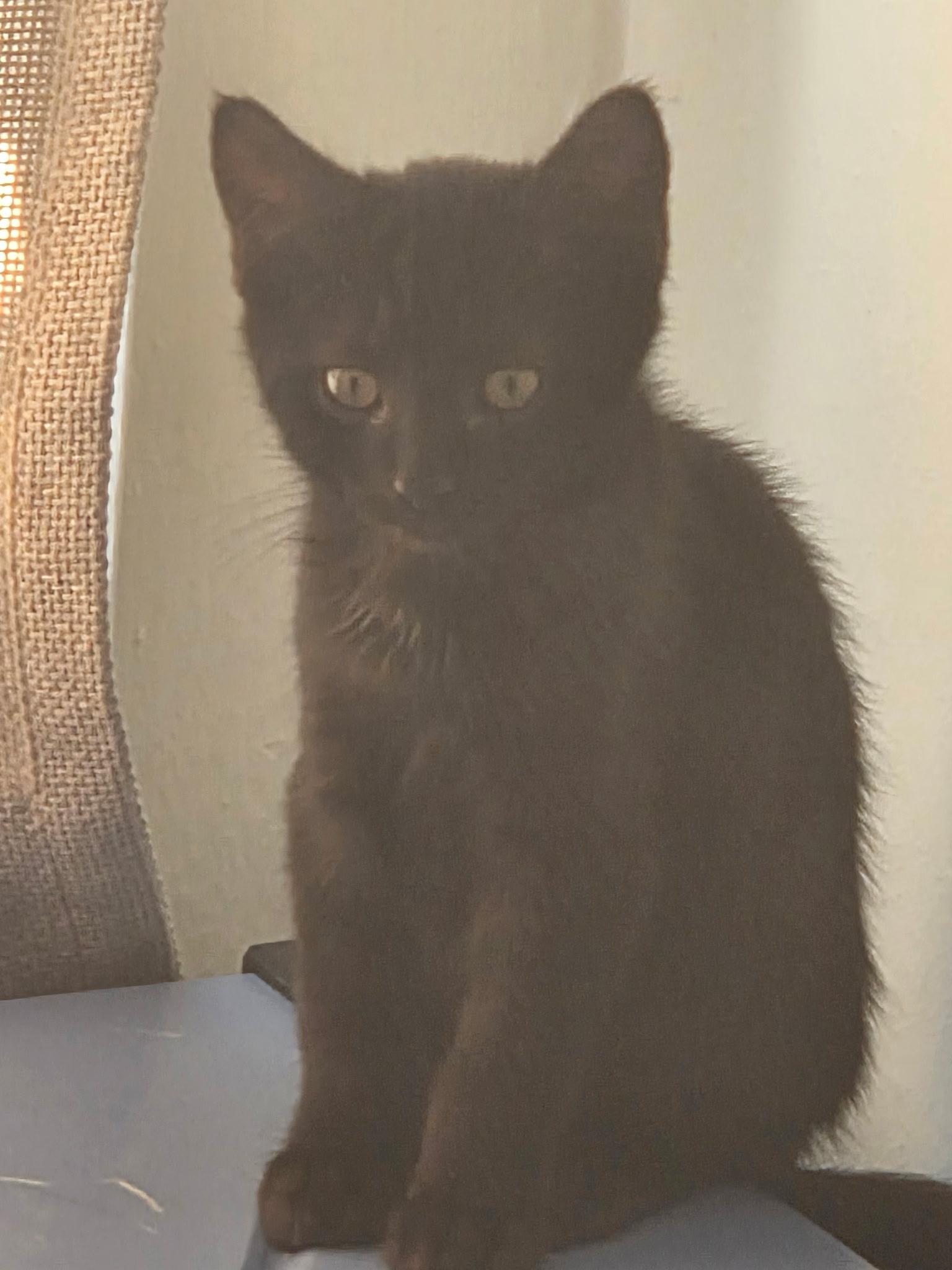 Clove, a Adopted mixed breed in New York, NY image 5/6