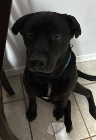 Puppers, a Adoptable mixed breed in Gainesville, FL image 1/3