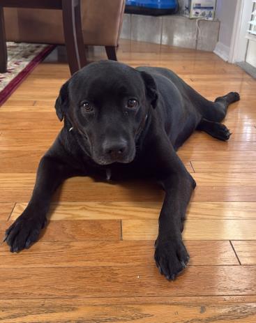 Puppers, Adoptable, Senior Male Retriever & Mixed Breed.