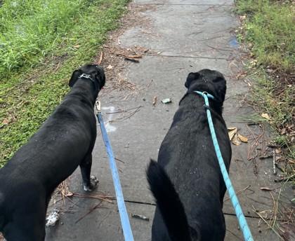 Puppers, a Adoptable mixed breed in Gainesville, FL image 2/3