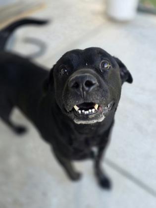 Puppers, a Adoptable mixed breed in Gainesville, FL image 3/3