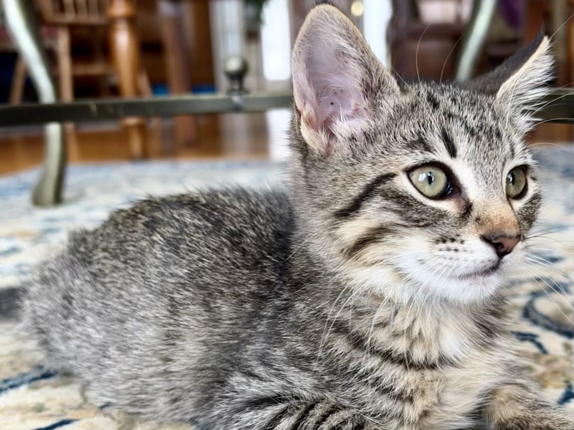 Darla (bonded with Wallace), Adoptable, Kitten Female Domestic Short Hair.