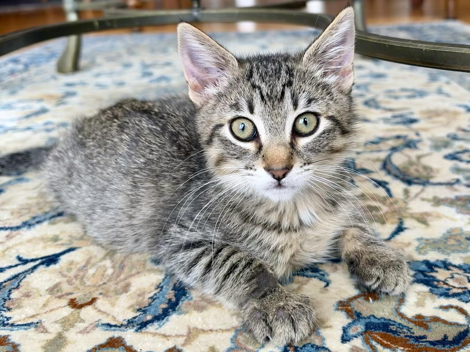 Enlarge Darla (bonded with Wallace), a Adoptable Domestic Short Hair in San Francisco, CA image 2/4