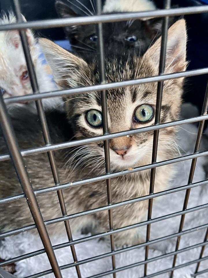 Enlarge Darla (bonded with Wallace), a Adoptable Domestic Short Hair in San Francisco, CA image 4/4