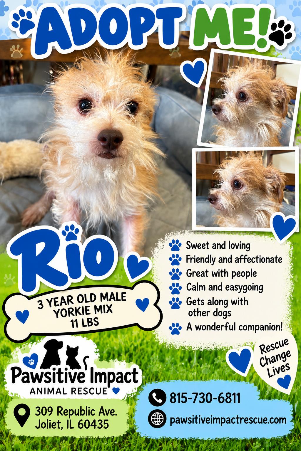 Enlarge Rio, a Adoptable mixed breed in Joliet, IL image 1/1