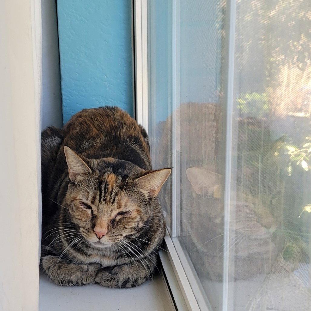 Theodora, Adoptable, Adult Female Domestic Short Hair.