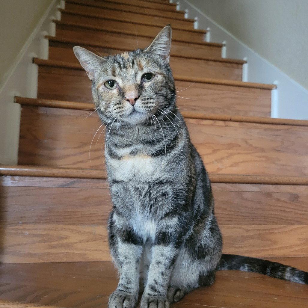 Enlarge Theodora, a Adoptable Domestic Short Hair in Dallas, TX image 2/3