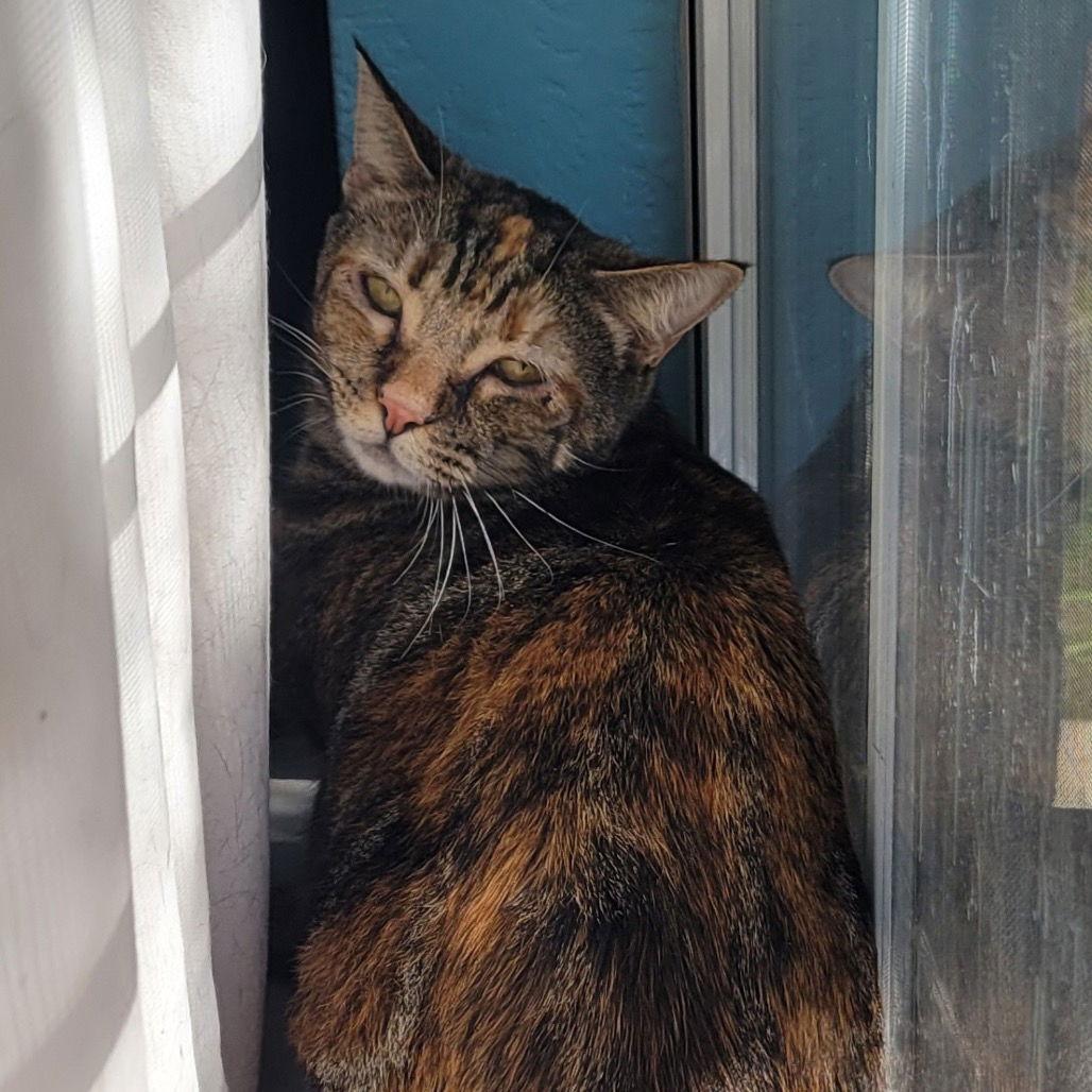 Theodora, a Adoptable Domestic Short Hair in Dallas, TX image 1/3