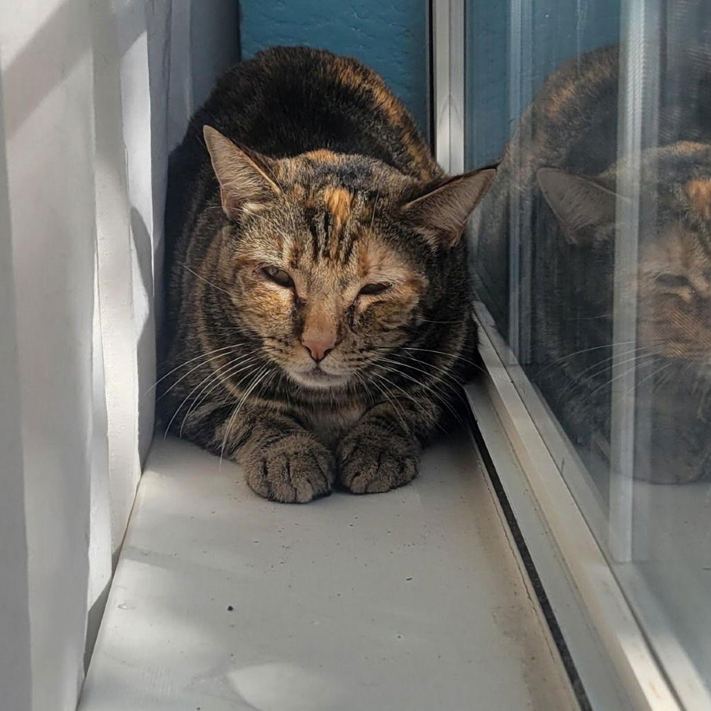 Theodora, a Adoptable Domestic Short Hair in Dallas, TX image 3/3