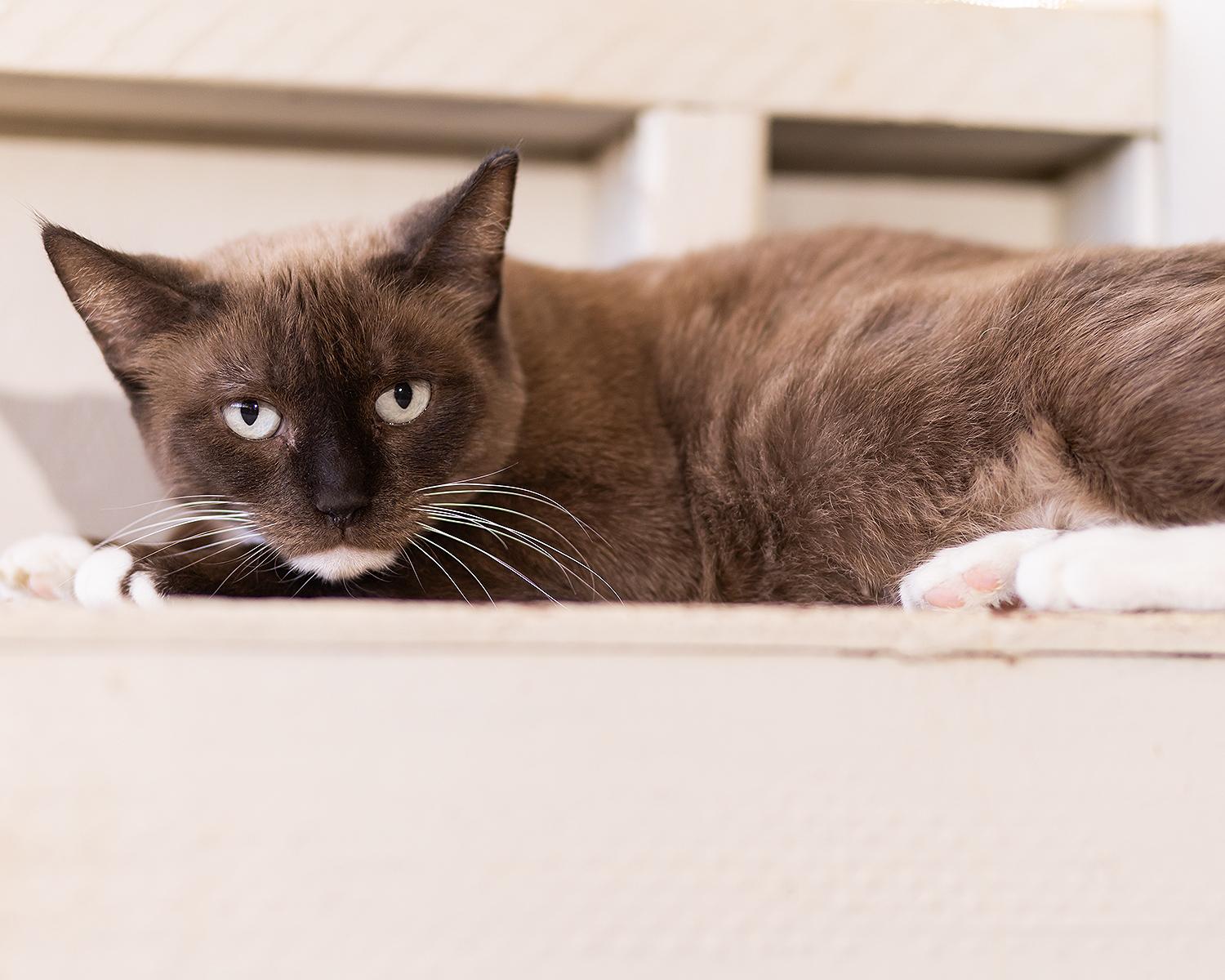 Macchiato, ADOPTABLE, Adult Female Siamese.