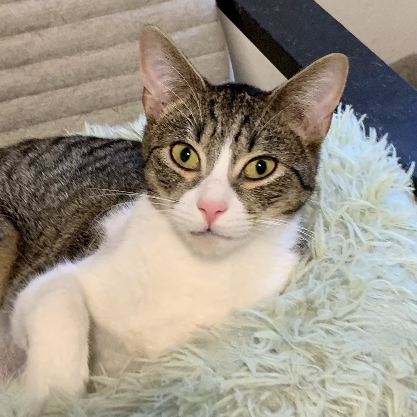 Weasel, Adoptable, Adult Male Domestic Short Hair.