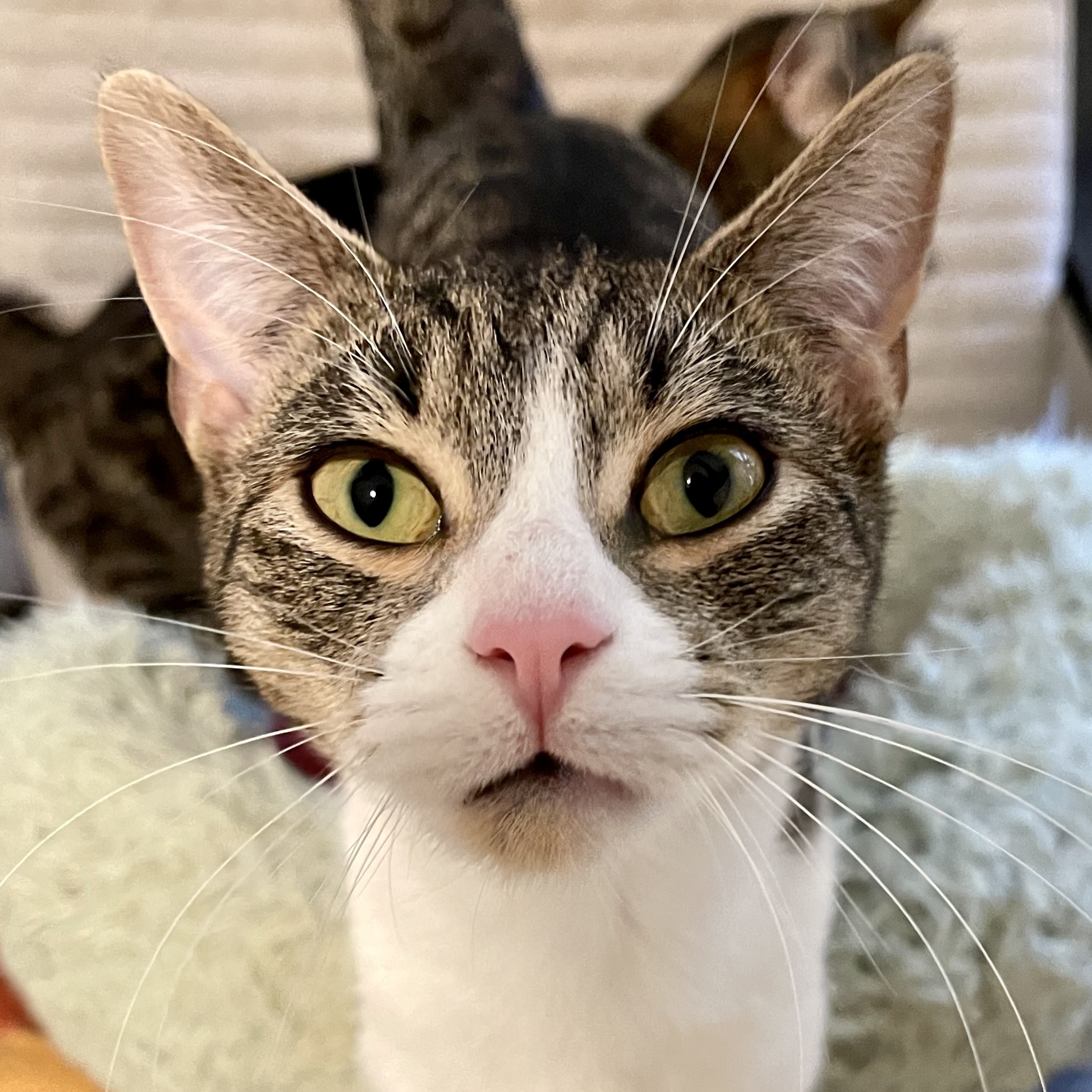 Weasel, a Adoptable Domestic Short Hair in Los Angeles, CA image 2/4