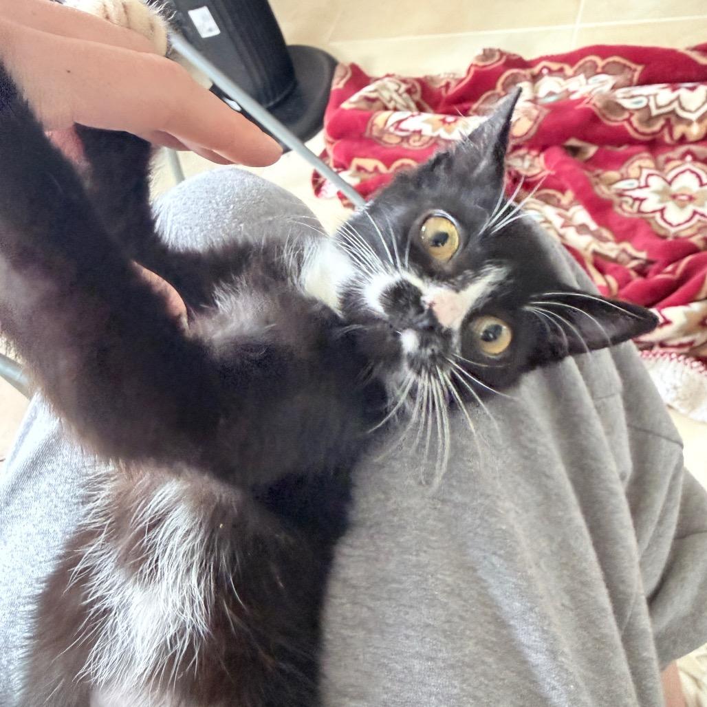 Enlarge Moe, a ADOPTABLE Domestic Short Hair in Hollywood, FL image 3/4