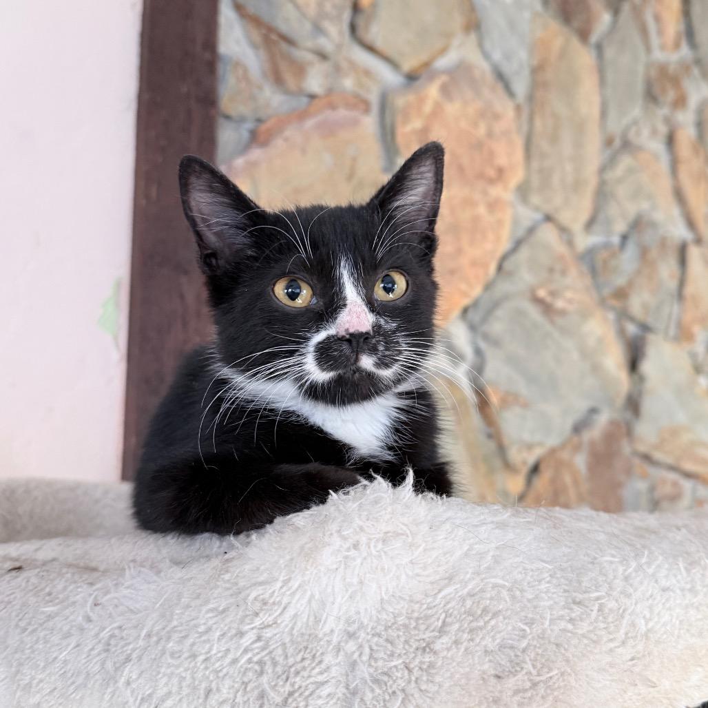 Enlarge Moe, a ADOPTABLE Domestic Short Hair in Hollywood, FL image 2/4