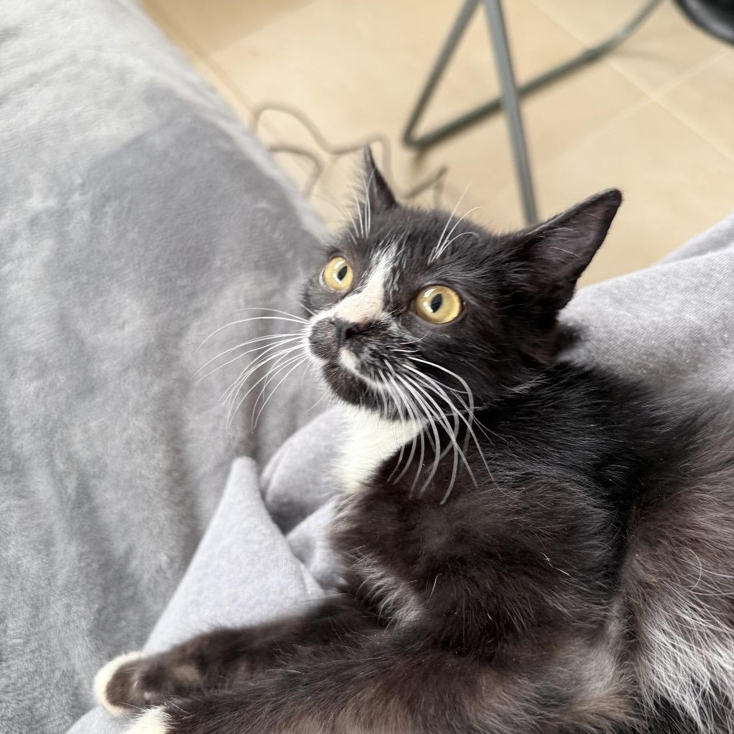 Enlarge Moe, a ADOPTABLE Domestic Short Hair in Hollywood, FL image 4/4