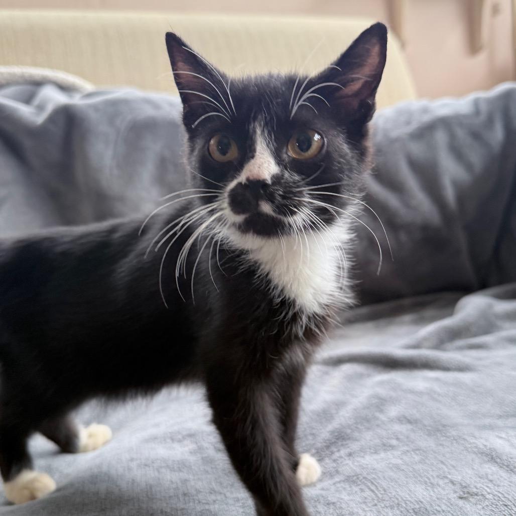 Enlarge Moe, a ADOPTABLE Domestic Short Hair in Hollywood, FL image 1/4