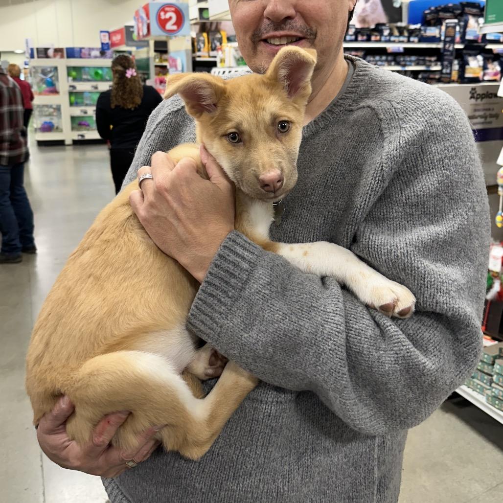 peach, Adoptable, Puppy Female Alaskan Malamute.