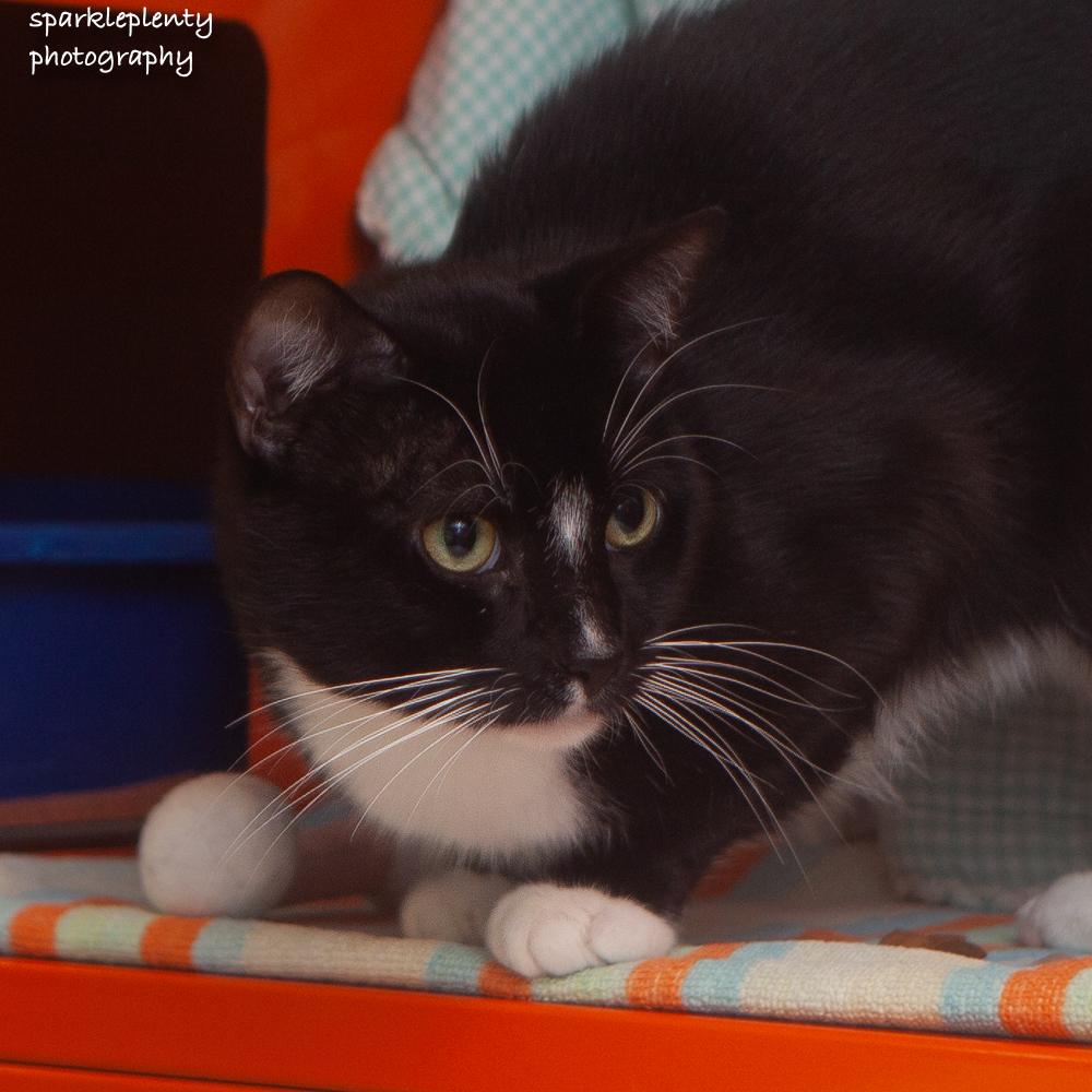 Luxe, an adoptable Domestic Short Hair in Ridgefield, CT image 2/4