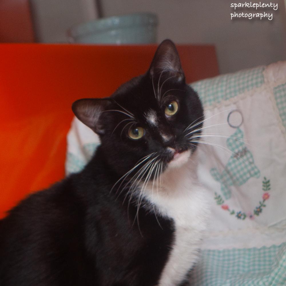 Luxe, an adoptable Domestic Short Hair in Ridgefield, CT image 3/4
