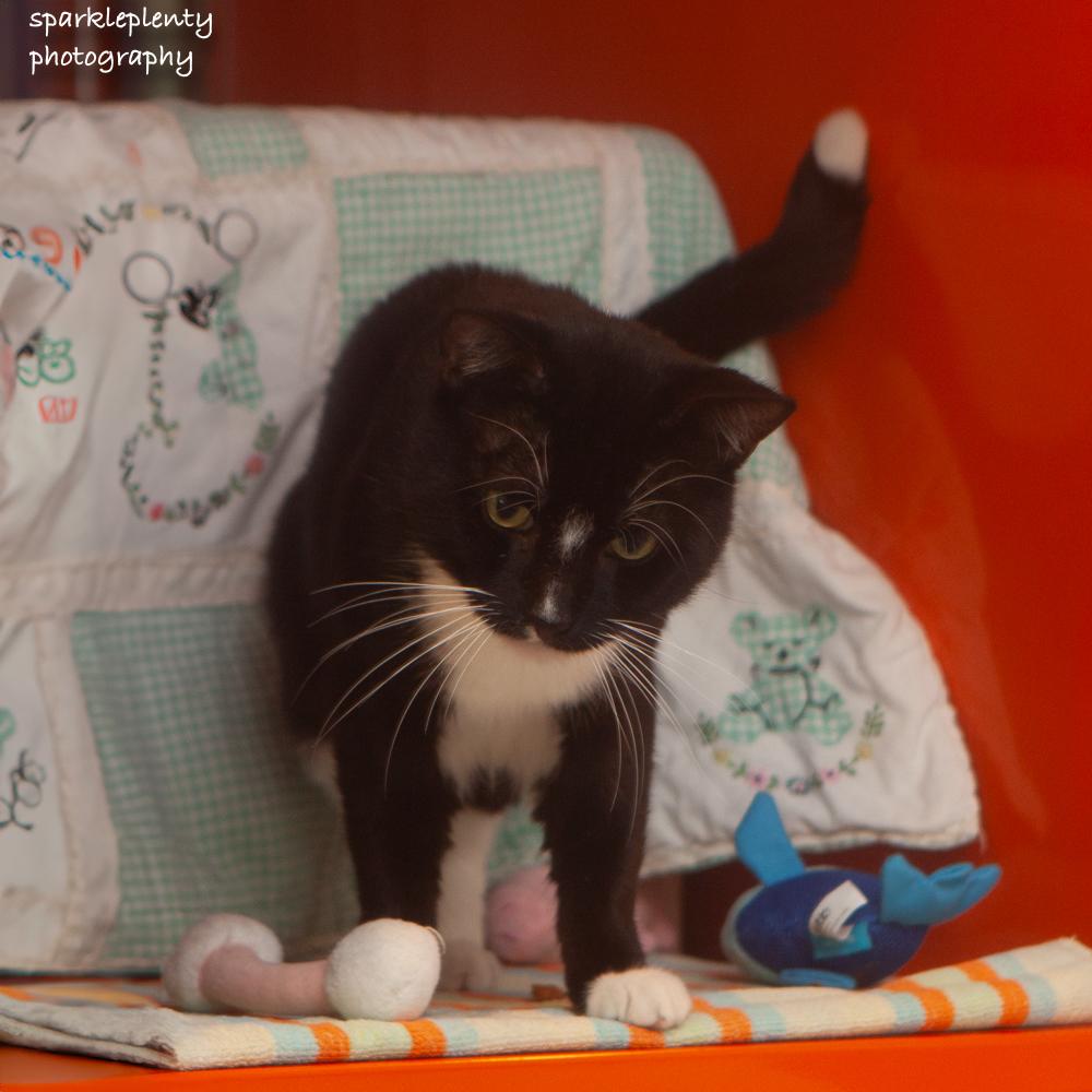 Luxe, an adoptable Domestic Short Hair in Ridgefield, CT image 4/4