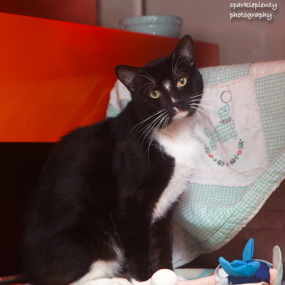 Luxe, an adoptable Domestic Short Hair in Ridgefield, CT image 1/4