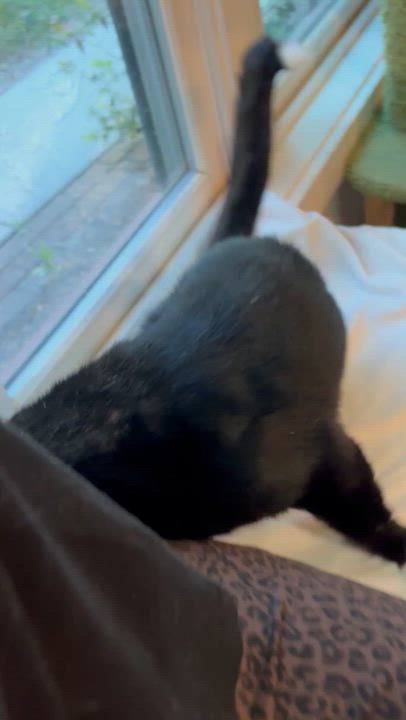 Enlarge Luxe, a Adoptable Domestic Short Hair in Ridgefield, CT video 5/5