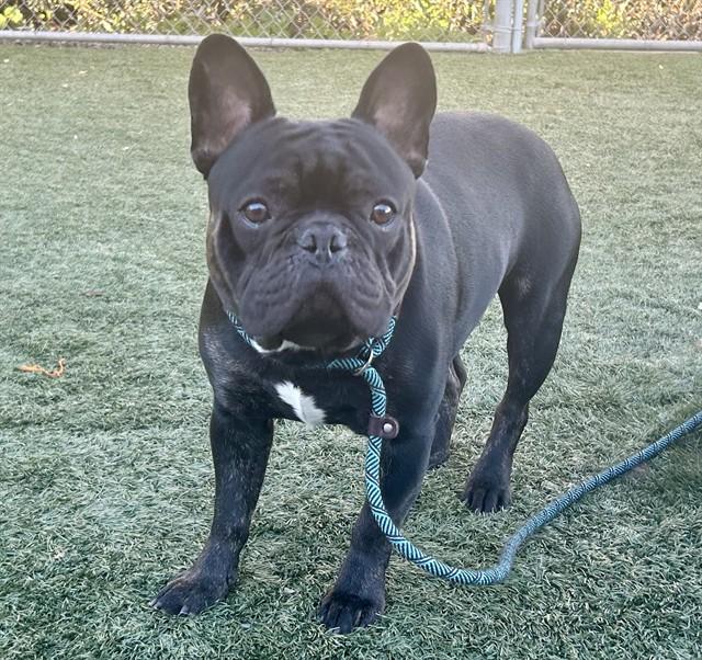 BOCCE, Adoptable, Young Male French Bulldog.