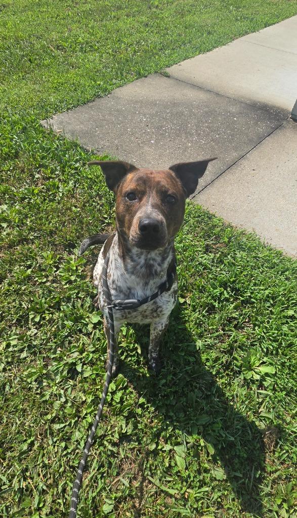 Midnight, a Adoptable mixed breed in Shelbyville, TN image 1/5
