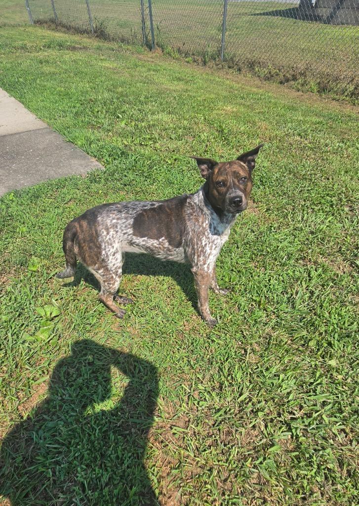Midnight, a Adoptable mixed breed in Shelbyville, TN image 3/5