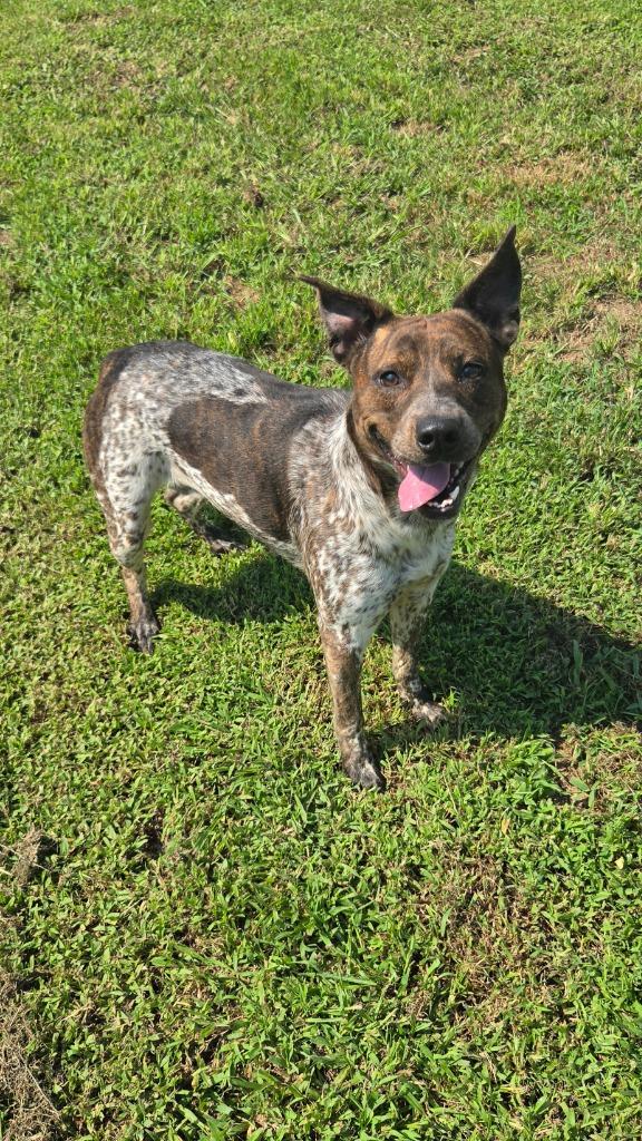 Midnight, a Adoptable mixed breed in Shelbyville, TN image 4/5