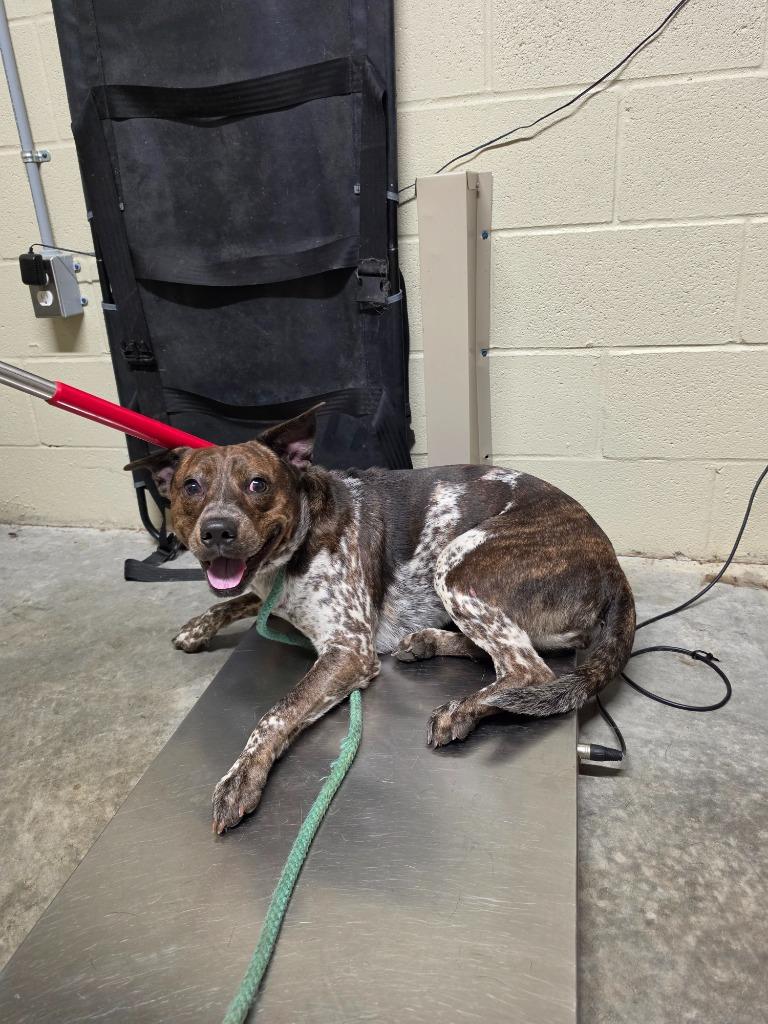 Midnight, a Adoptable mixed breed in Shelbyville, TN image 5/5