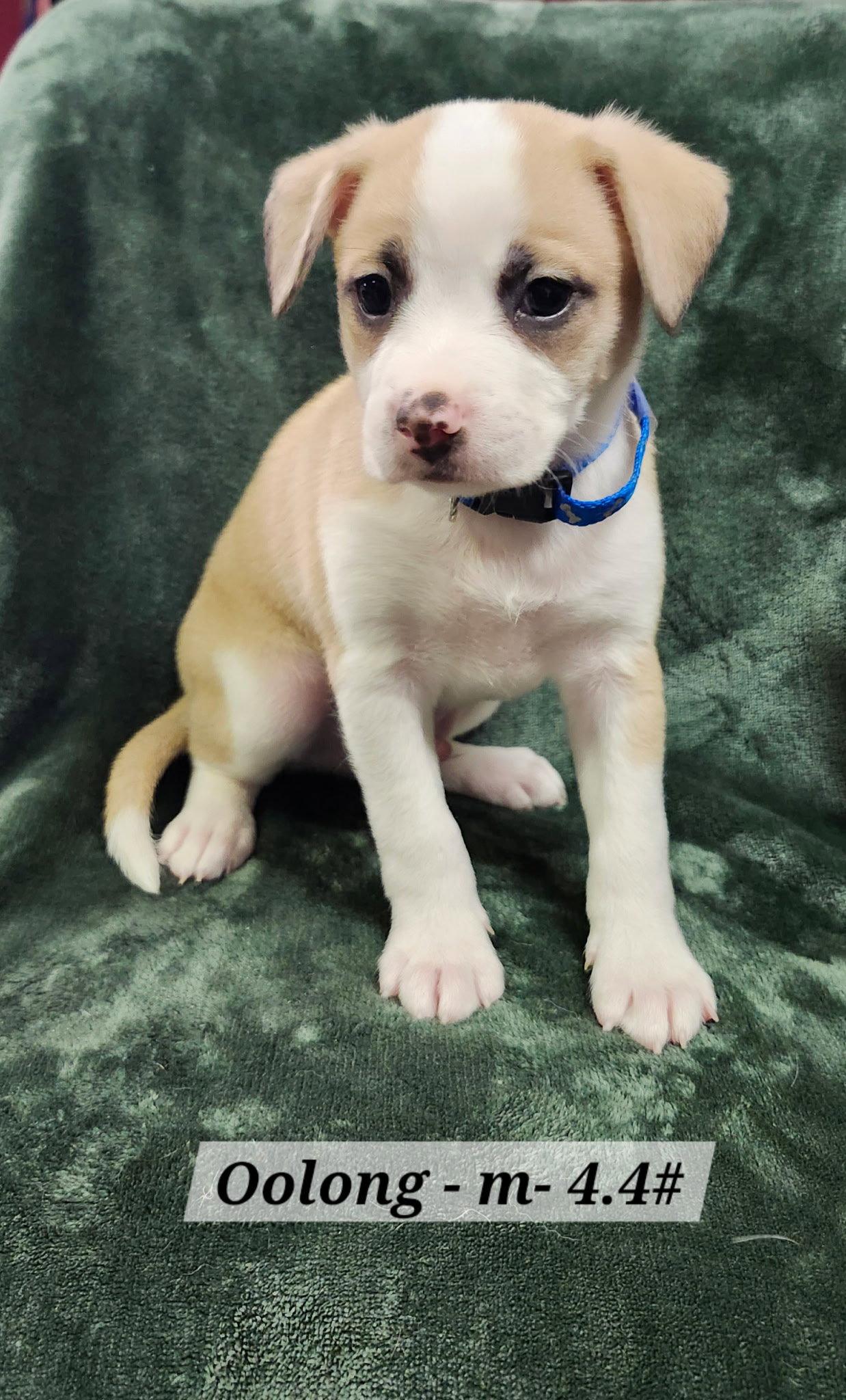 Enlarge Oolong, a Adoptable Terrier in Hillside, IL image 1/1