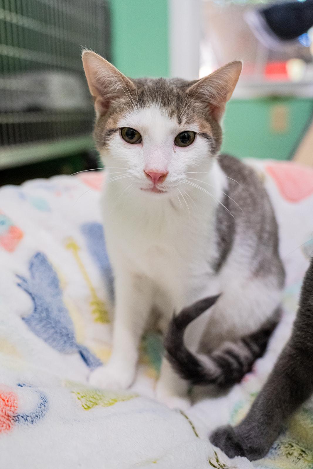 Enlarge Felix, a ADOPTABLE Domestic Short Hair in Dellslow, WV image 4/4