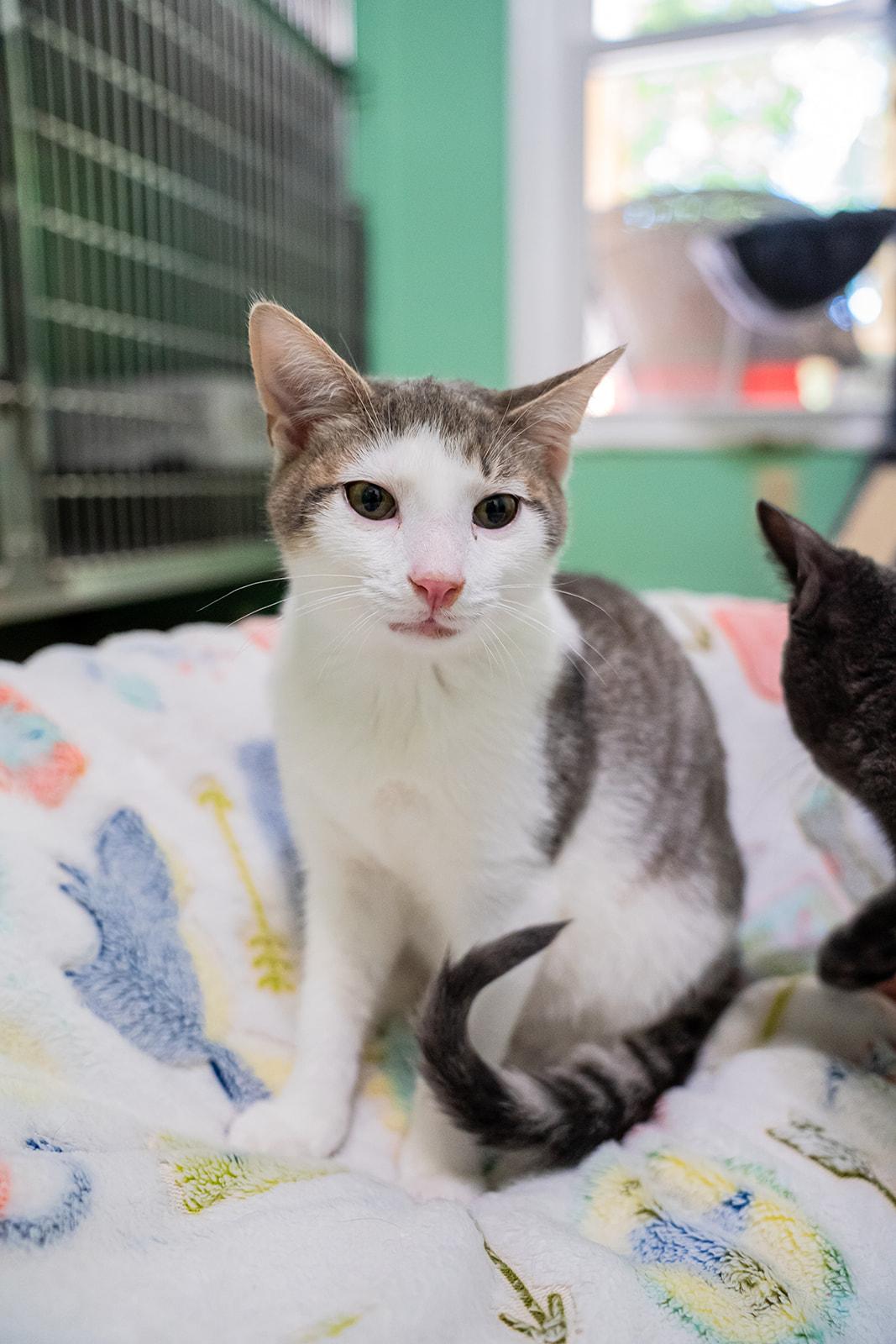 Enlarge Felix, a ADOPTABLE Domestic Short Hair in Dellslow, WV image 3/4