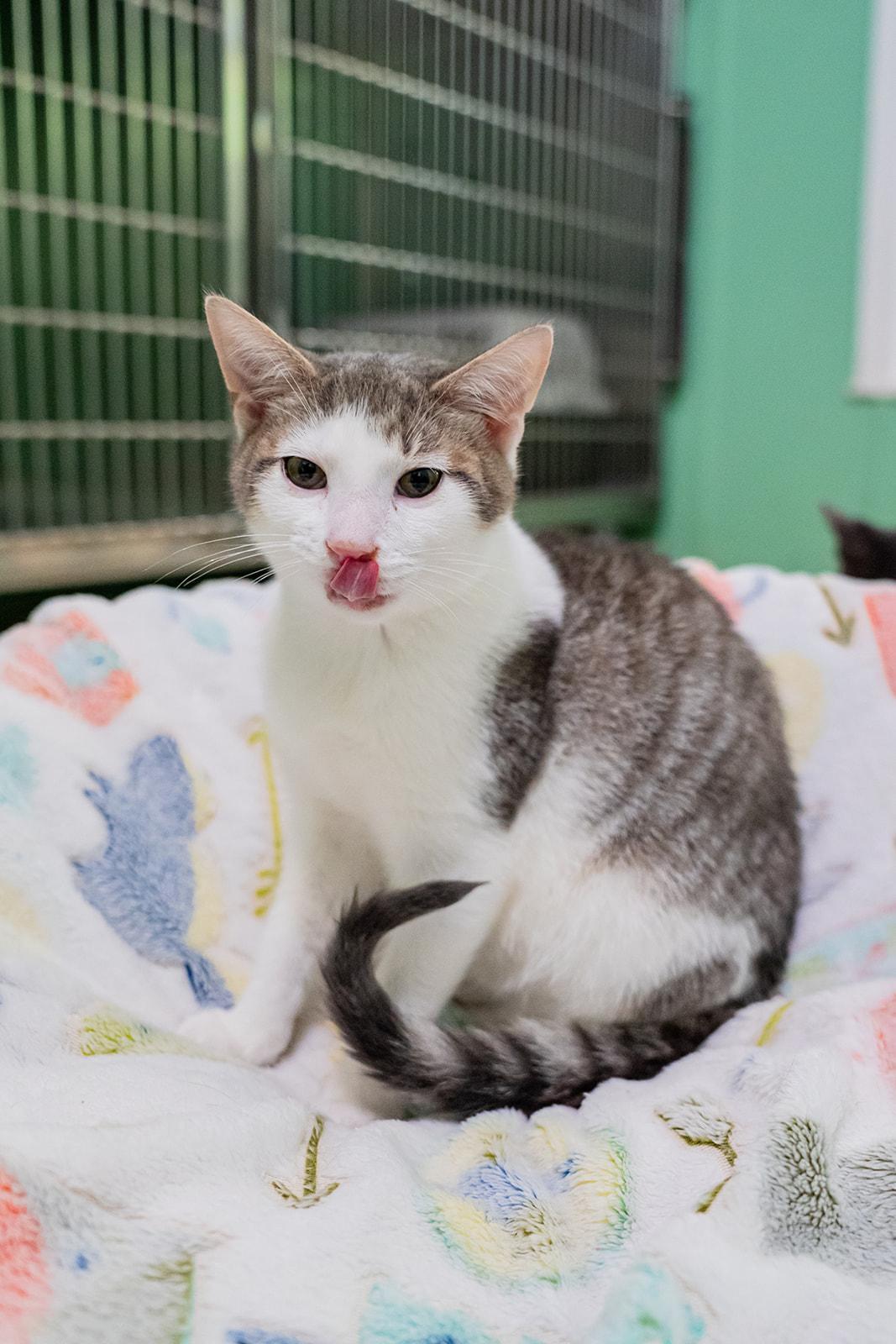 Enlarge Felix, a ADOPTABLE Domestic Short Hair in Dellslow, WV image 2/4