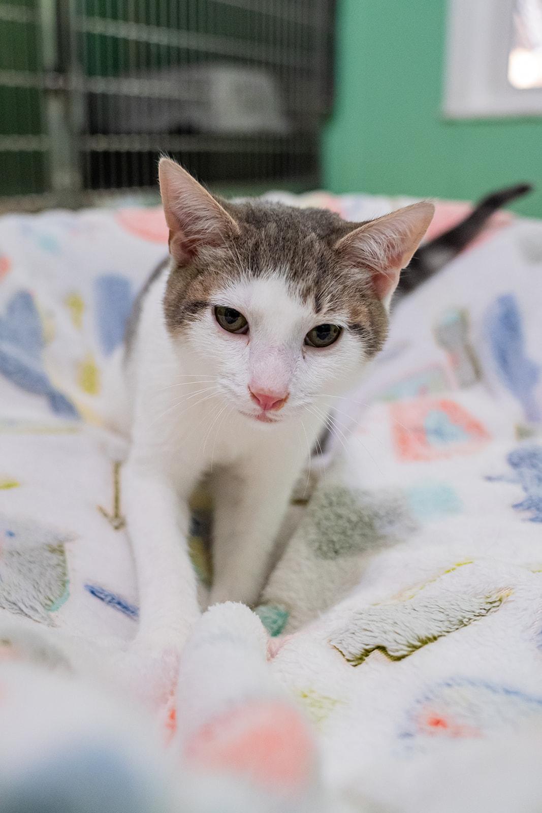 Enlarge Felix, a ADOPTABLE Domestic Short Hair in Dellslow, WV image 1/4