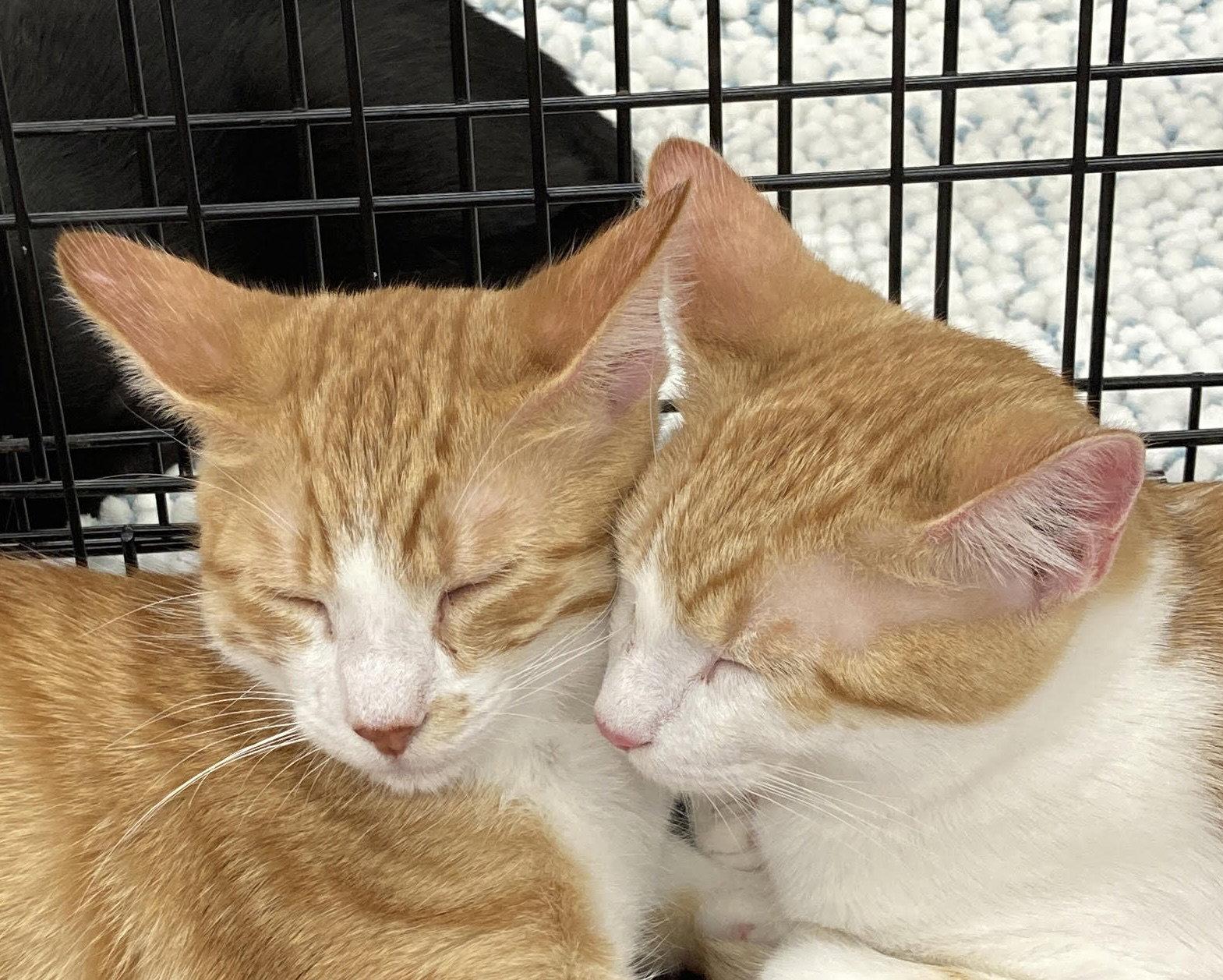Enlarge Mango and Solo - Bonded Brothers, a Adopted Domestic Short Hair in Antioch, CA image 2/3