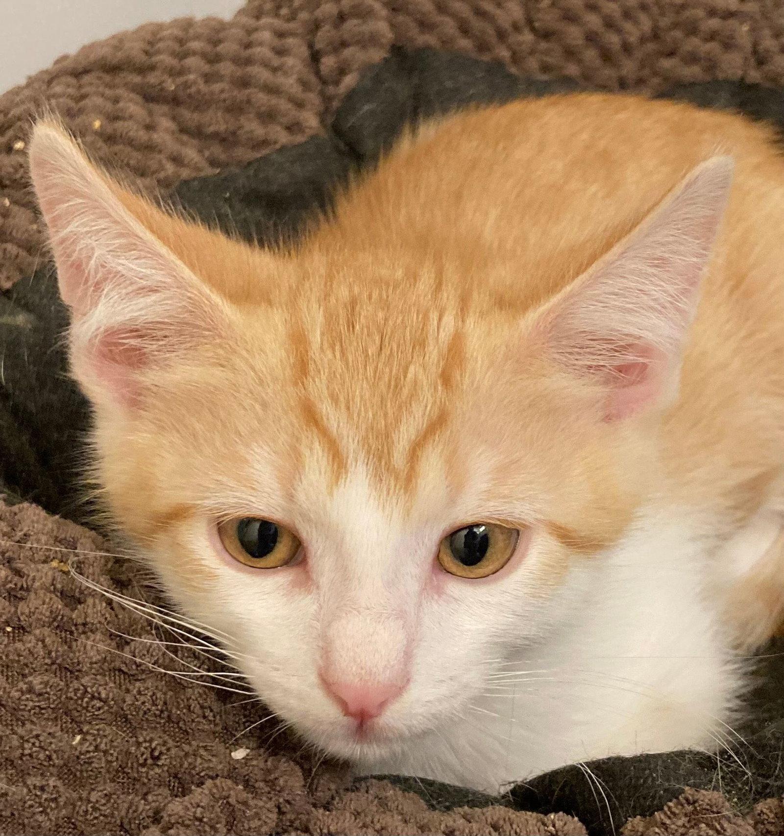 Enlarge Mango and Solo - Bonded Brothers, a Adopted Domestic Short Hair in Antioch, CA image 3/3