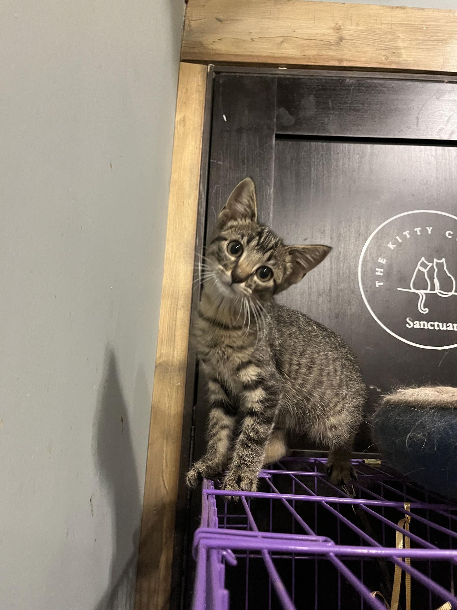 Nugget, Adoptable, Kitten Male Domestic Short Hair.