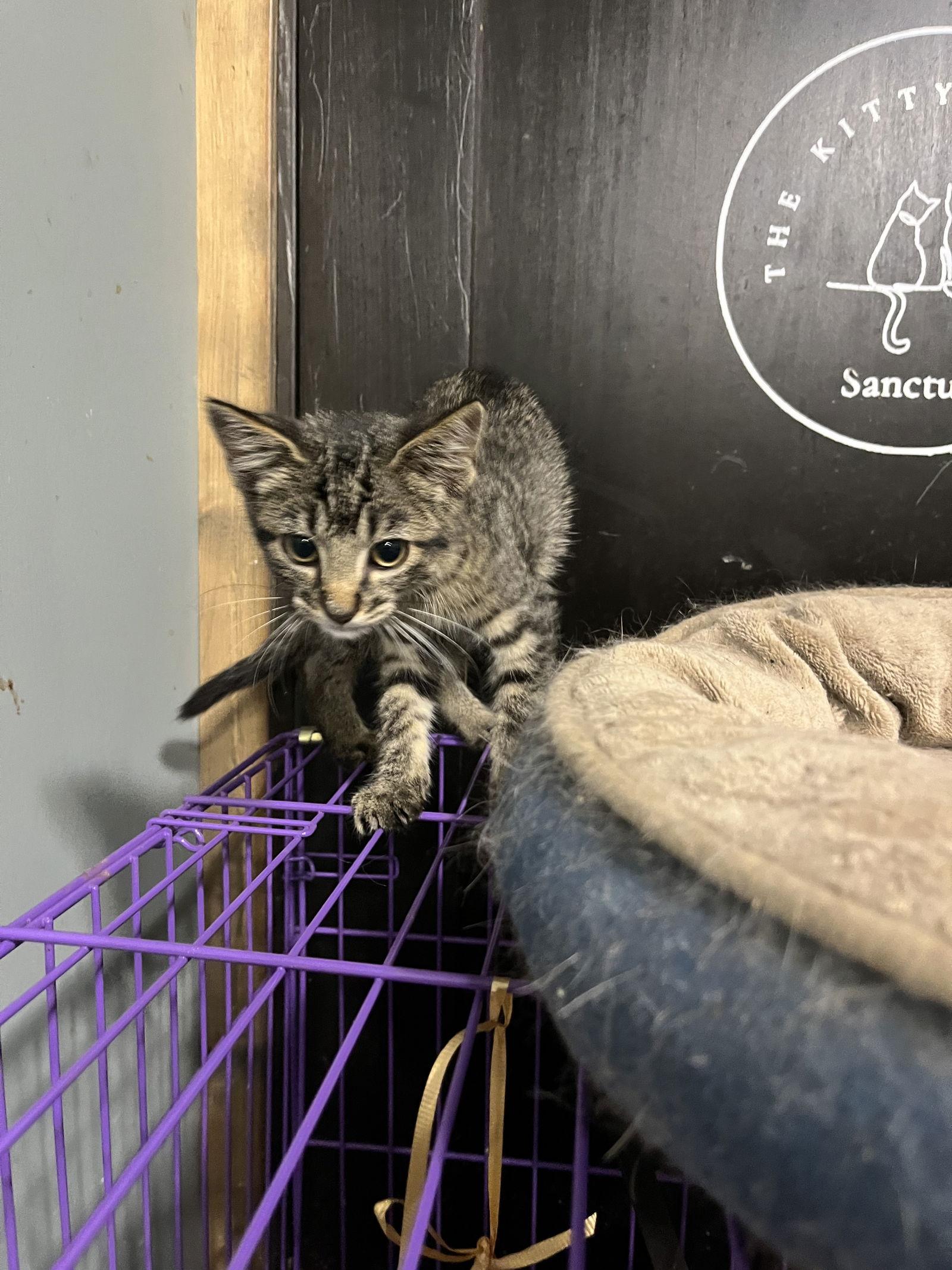 Enlarge Nugget, a Adoptable Domestic Short Hair in Zimmerman, MN image 2/2