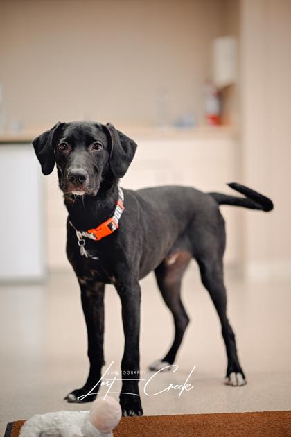 Enlarge Jingle, a Adoptable mixed breed in Kalispell, MT image 1/3