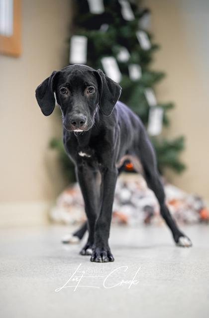 Enlarge Jingle, a Adoptable mixed breed in Kalispell, MT image 1/3